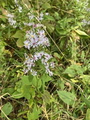 Symphyotrichum cordifolium