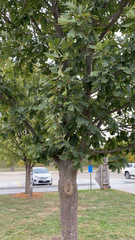 Quercus alba