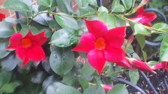 Mandevilla sanderi