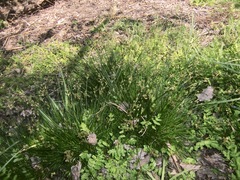 Isolepis