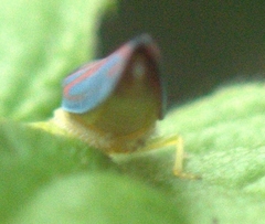 Cicadellinae
