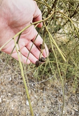 Retama monosperma