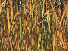 Typha