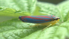 Cicadellinae