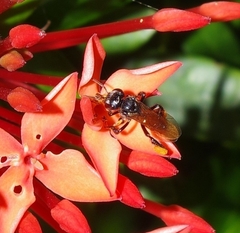 Trigona fulviventris