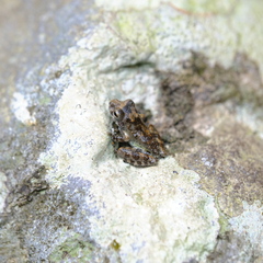 Buergeria oxycephala