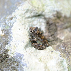 Buergeria oxycephala