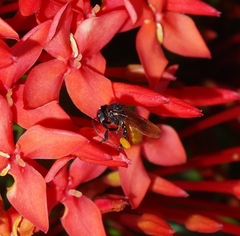 Trigona fulviventris