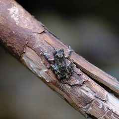 Buergeria oxycephala