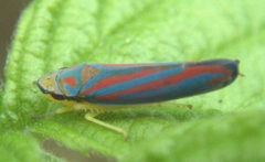 Cicadellinae