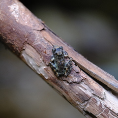 Buergeria oxycephala