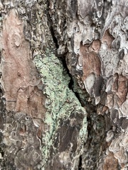 Lecanora thysanophora