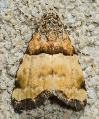 Cobubatha dividua