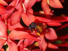 Trigona fulviventris