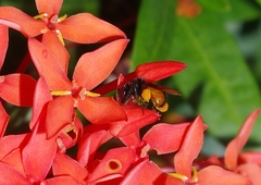 Trigona fulviventris