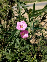 Convolvulus chinensis