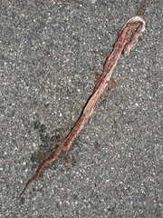 Pantherophis guttatus