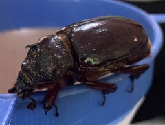 Strategus aloeus