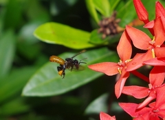 Trigona fulviventris