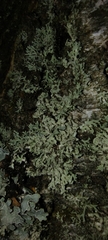 Physcia tenella