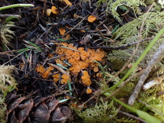 Dacrymycetaceae
