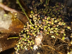Lemna turionifera