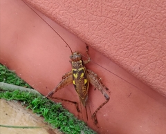 Cardiodactylus guttulus