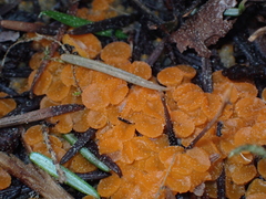 Dacrymycetaceae