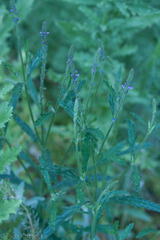 Verbena canescens