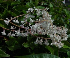 Fallopia baldschuanica