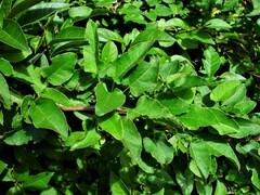 Fallopia baldschuanica
