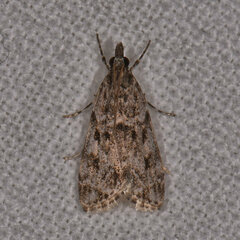 Eudonia heterosalis