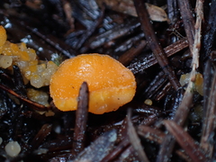 Dacrymycetaceae