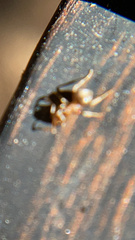 Lasius