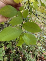 Ulmus americana