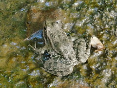 Pelophylax ridibundus