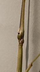 Megaphasma denticrus