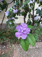 Brunfelsia uniflora