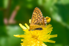 Euphydryas aurinia