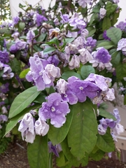 Brunfelsia uniflora