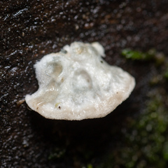 Cyanosporus