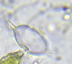 Spinocosmarium quadridens