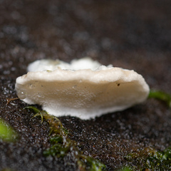 Cyanosporus