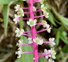 Phytolacca rivinoides