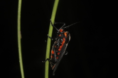 Sephina subulata