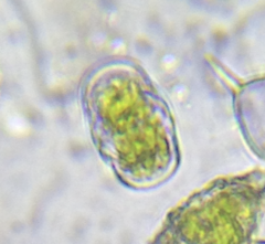 Actinotaenium curtum