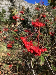 Sorbus scopulina