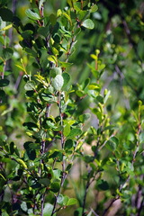 Betula glandulosa