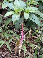 Phytolacca rivinoides