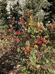 Sorbus scopulina